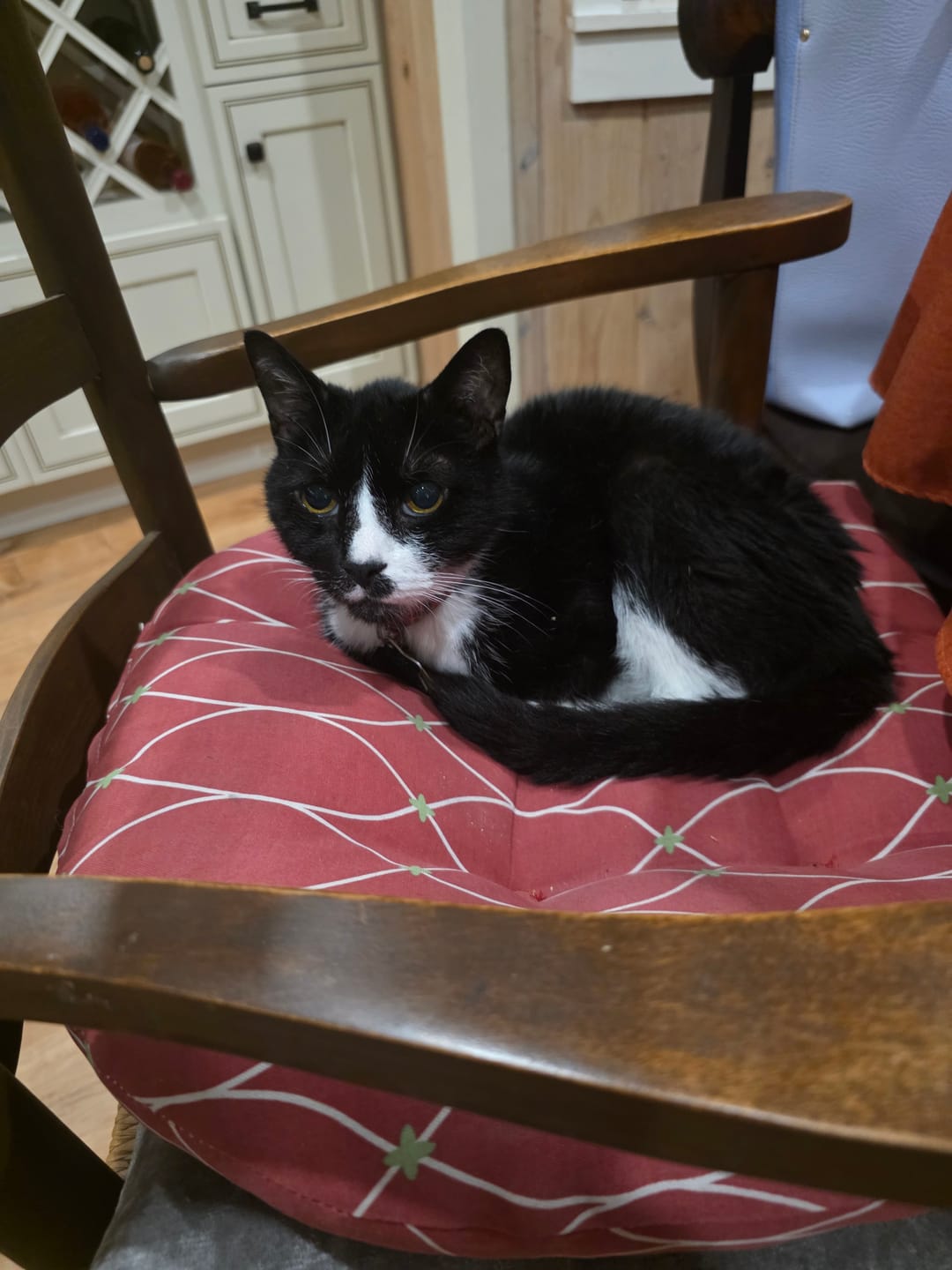Customer photo review of 1x - Blisso Advanced Cat Probiotic