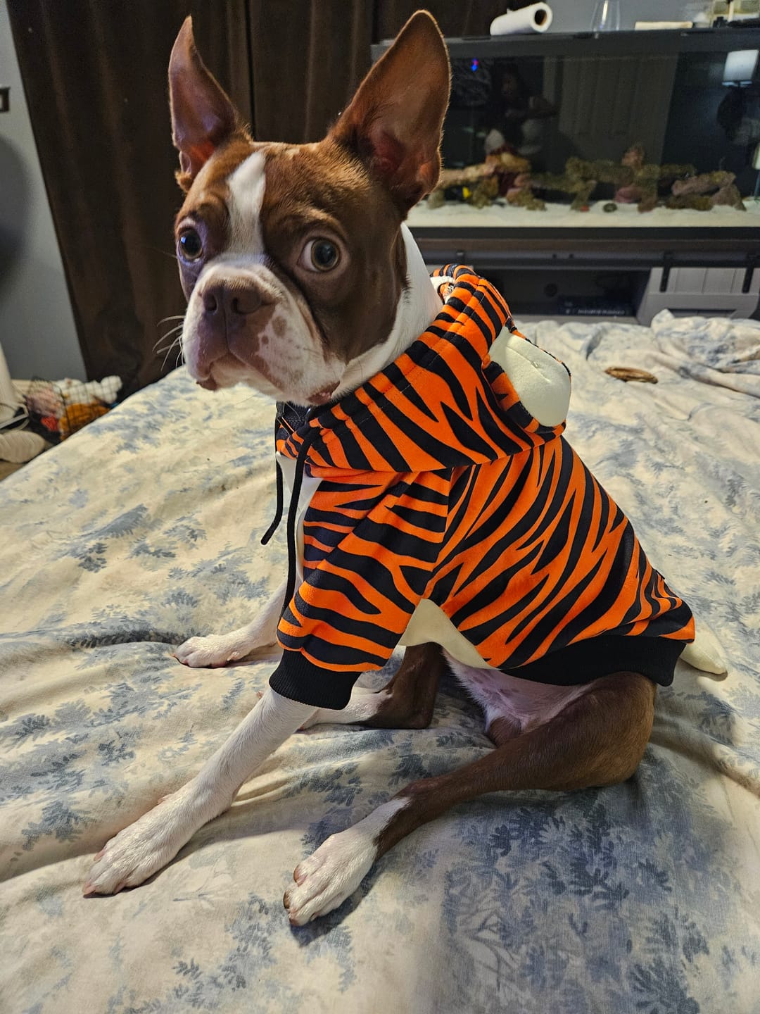 Customer photo review of Halloween Dog Hoodie - Tiger