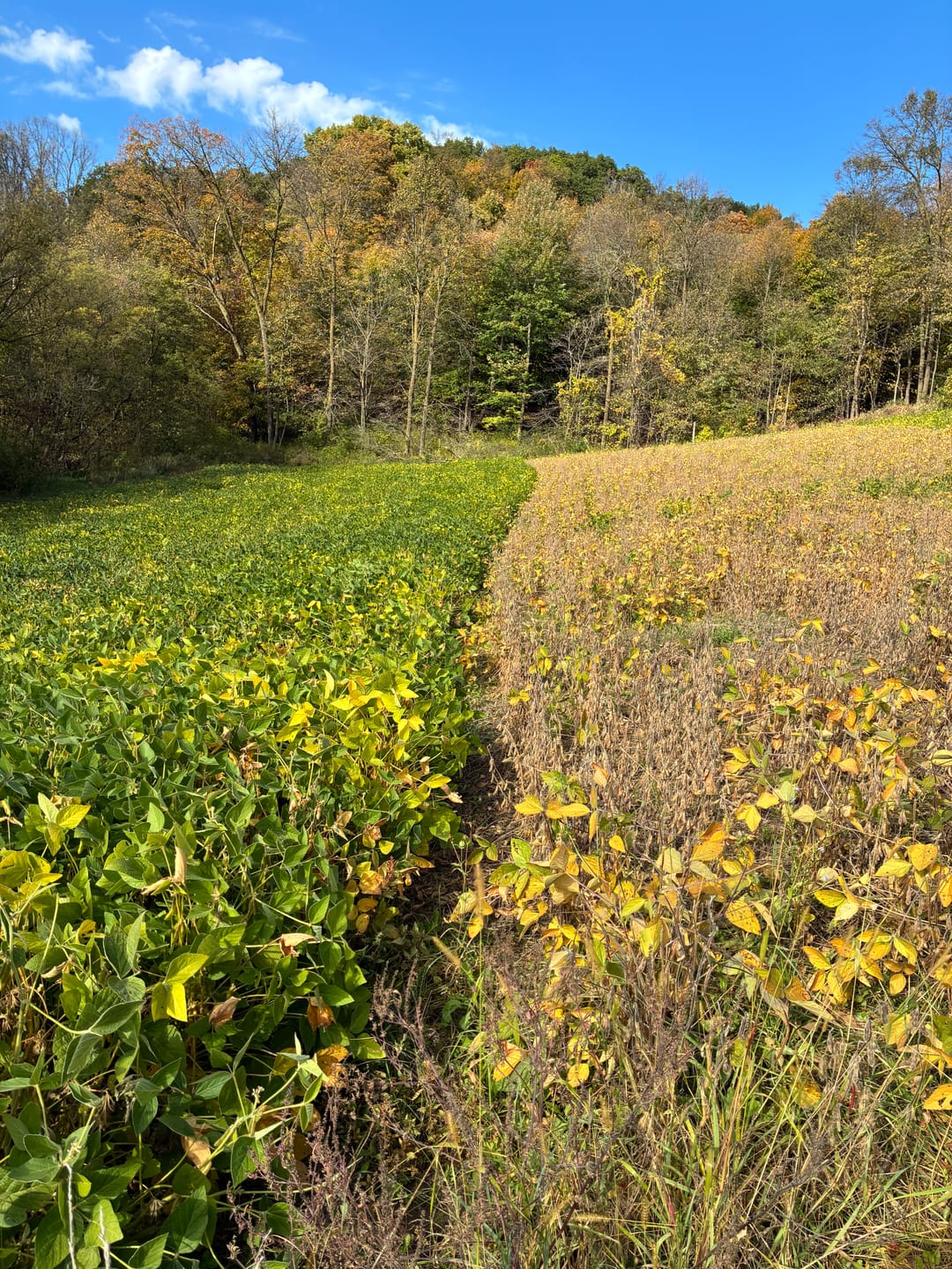Customer photo review of Pod O' Gold Soybean GTE