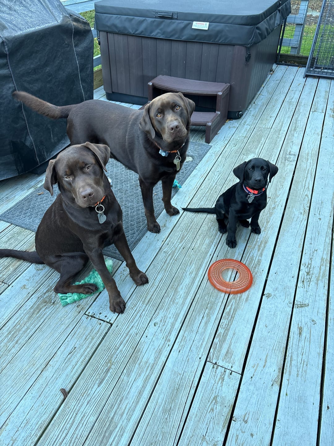 Customer photo review of FurLife™ - 8 Months All Natural Flea and Tick Collar for Dogs