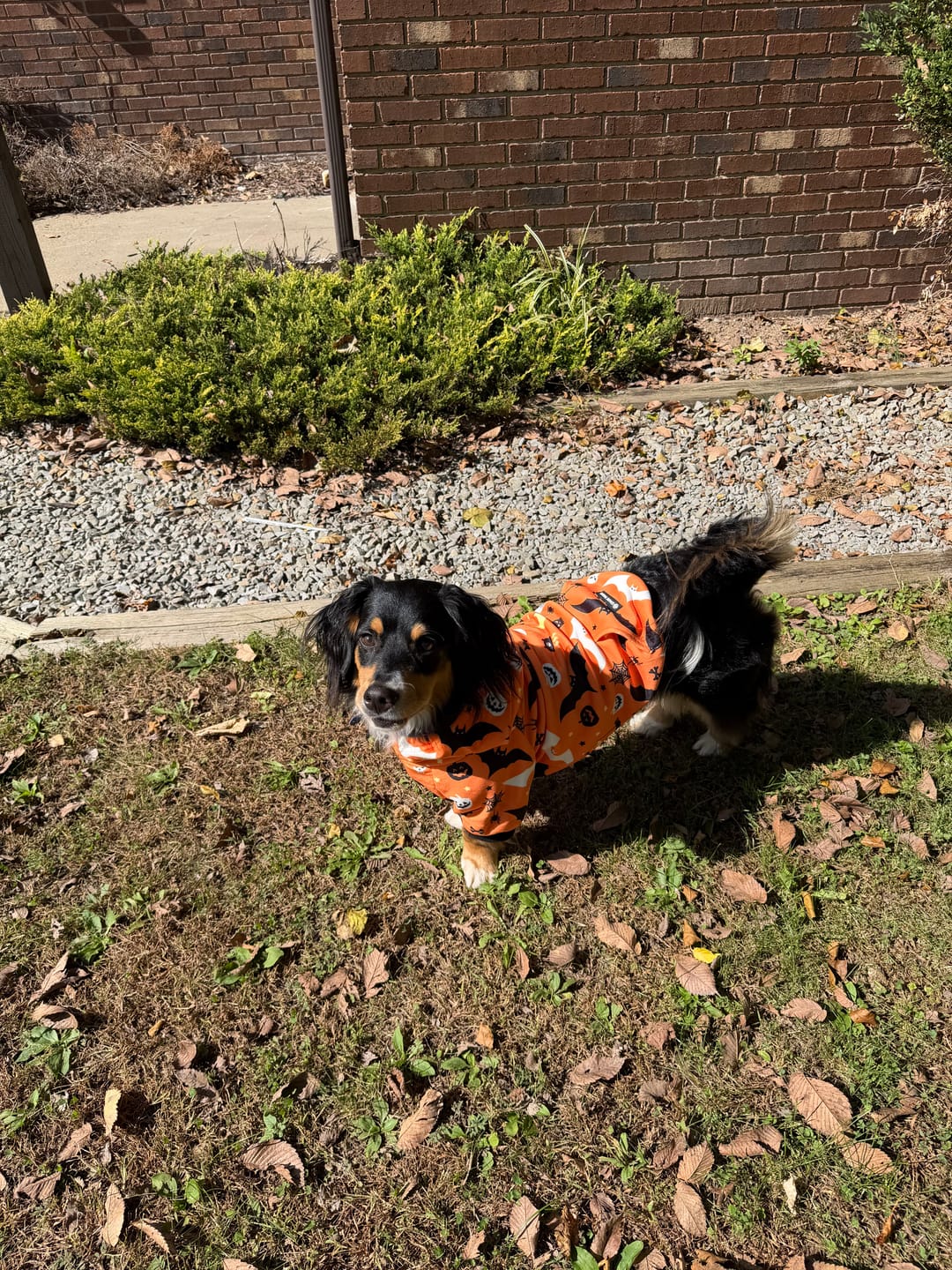 Customer photo review of Halloween Dog Hoodie - Orange