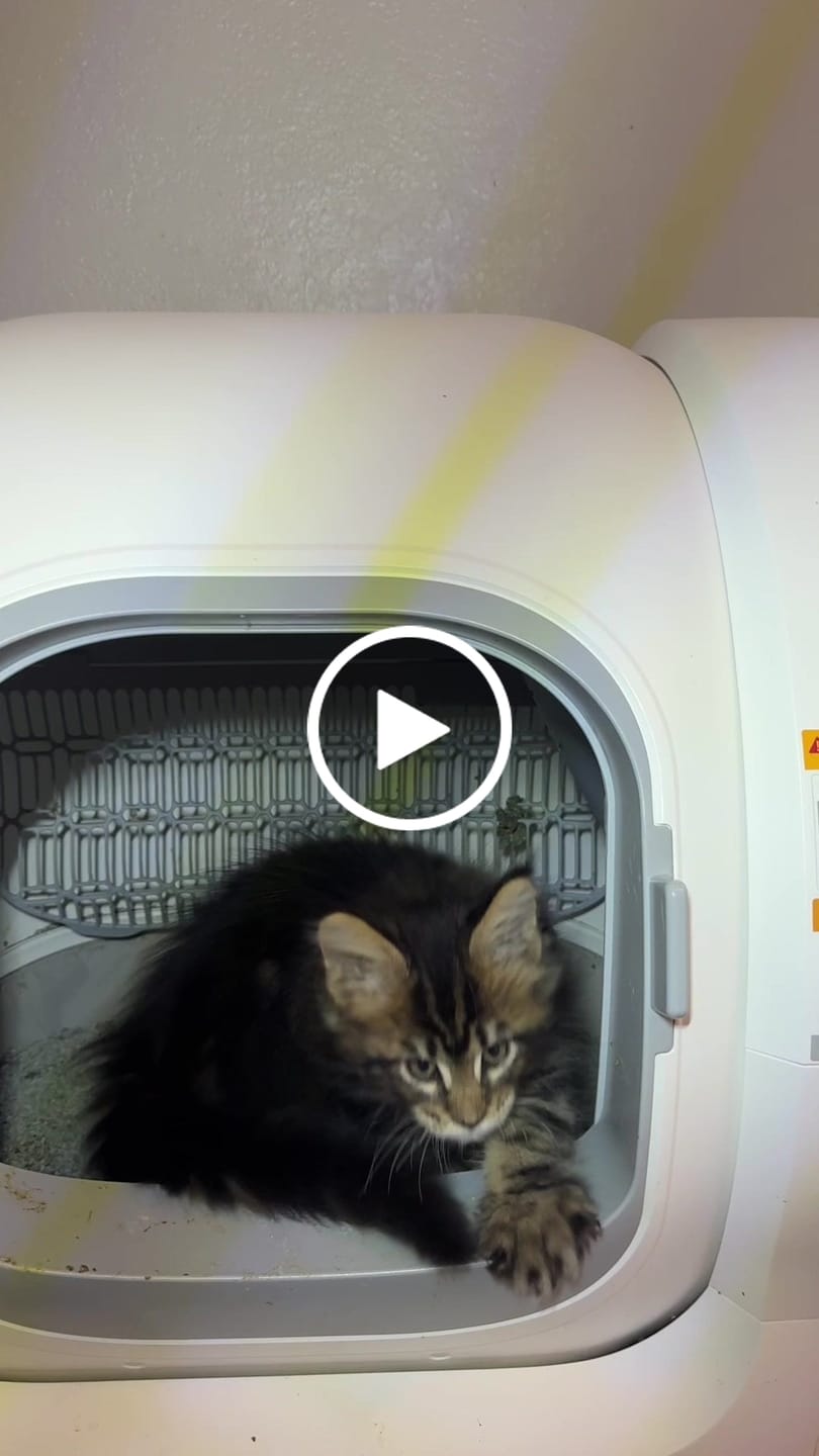 Customer video review of Self-cleaning Litter Box CS106