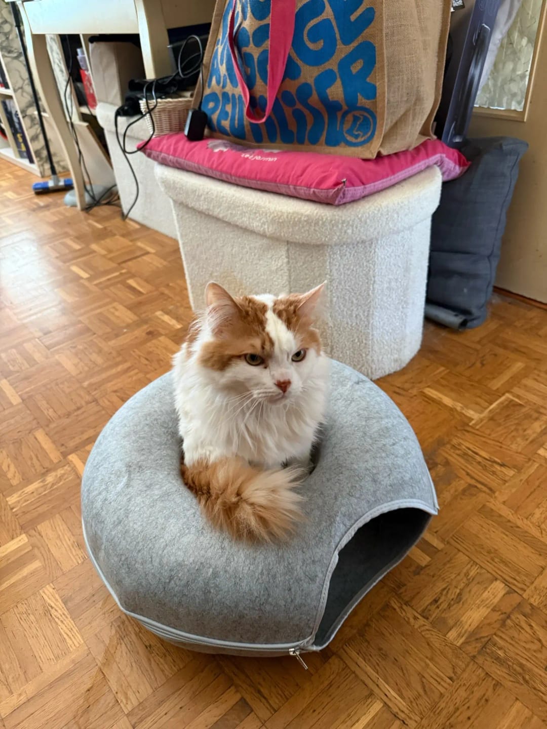 Customer photo review of Felt Donut Cat Bed & Tunnel – 2-in-1 Zip-Apart Hideaway