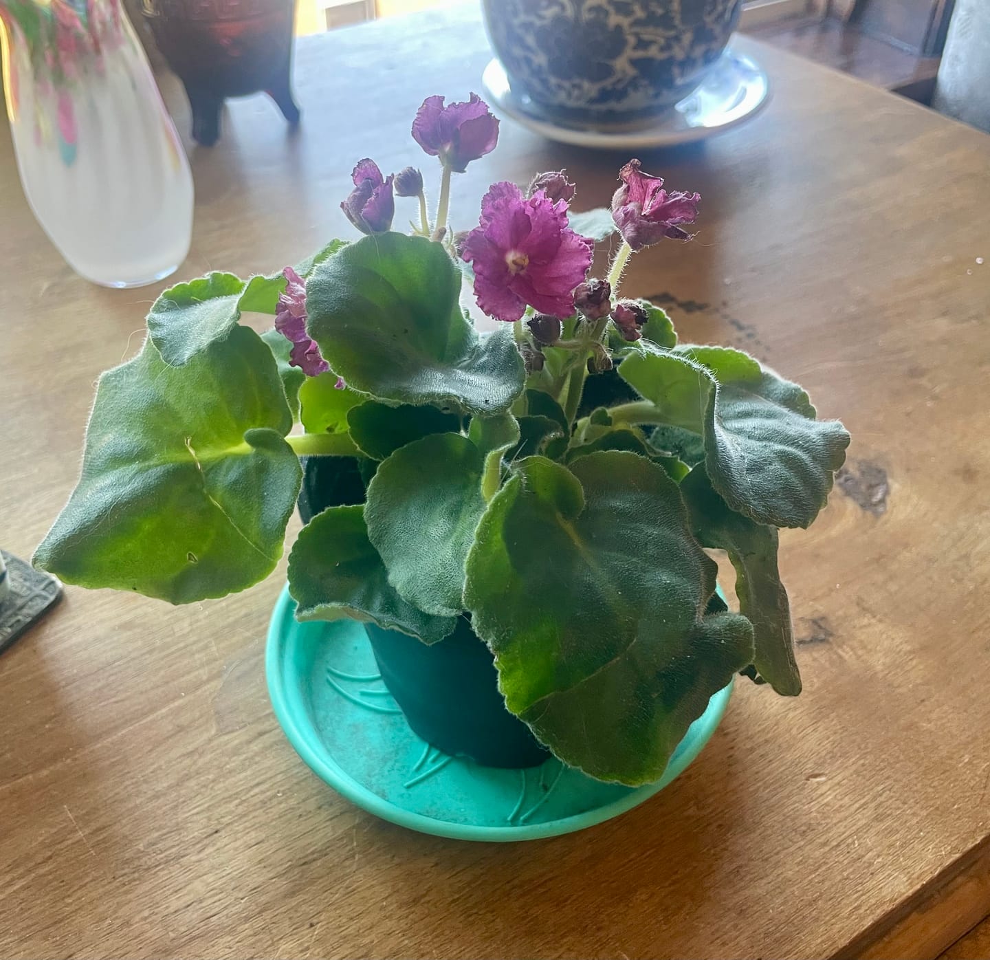 Customer photo review of African Violet Light Purple Rosset in 4” Grow Pot - Saintpaulia Ionantha - Light Puple Rosset Violets - Indoor Blooming Flower Plant - Flowering Terrarium Plant