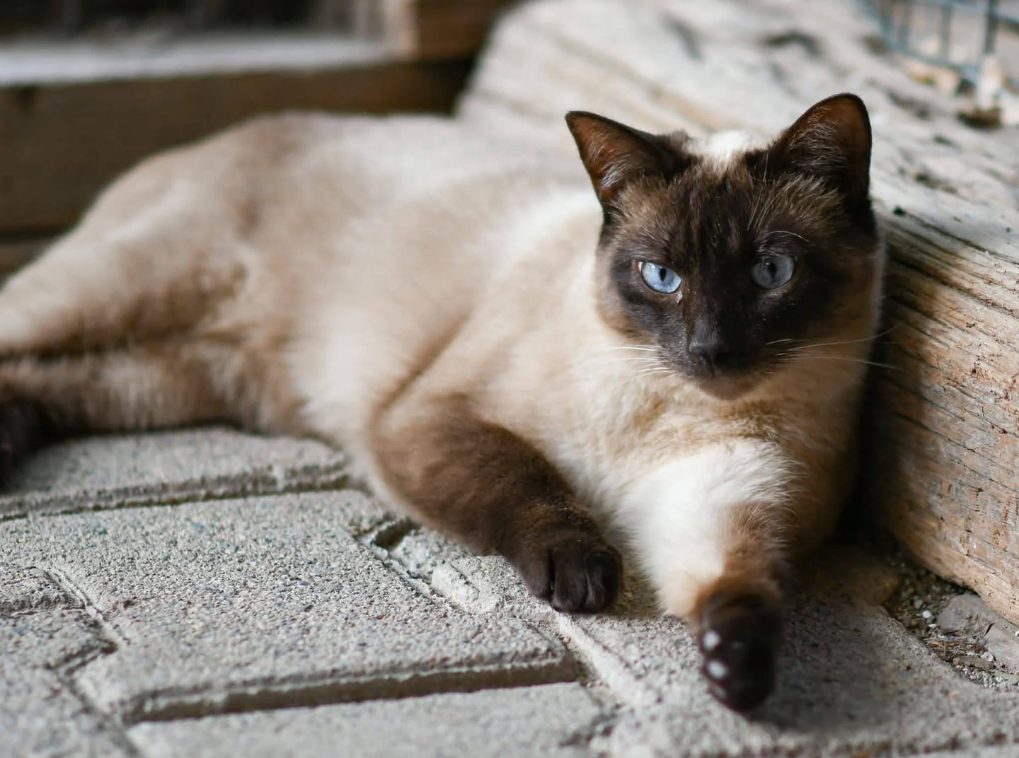 Customer photo review of Pâtée Truite & Dinde (x17) - Chat