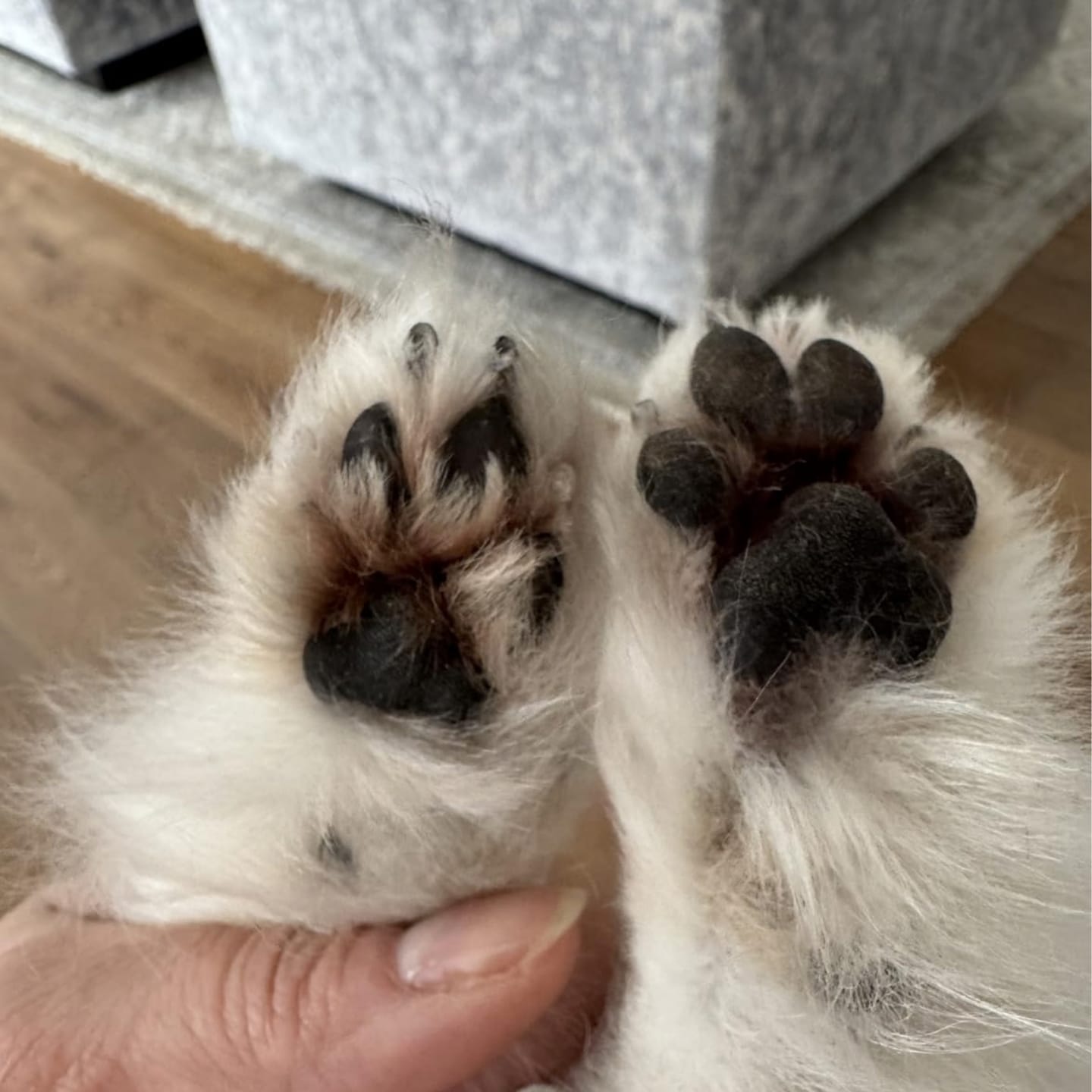 Customer photo review of Happy Paws™ Precision Paw & Fur Trimmer