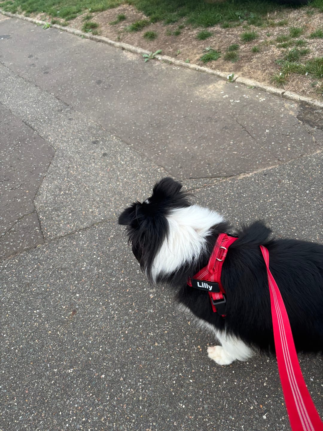 Customer photo review of ParoPet No-Pull Dog Harness