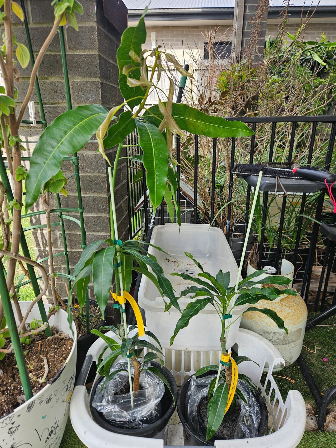 Customer photo review of Mango - Sampee (Thailand)