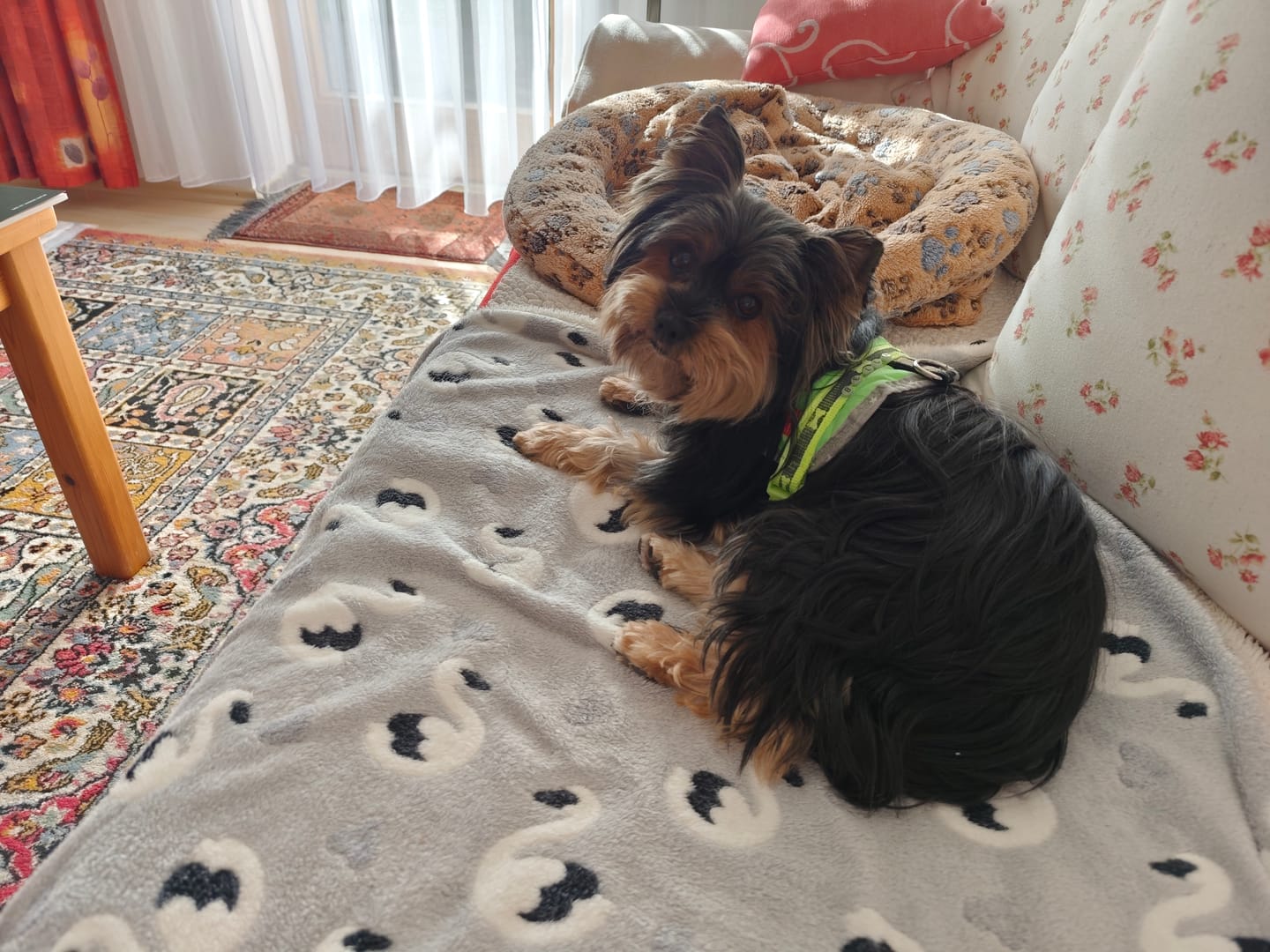 Customer photo review of Wurmtest Basic Hund