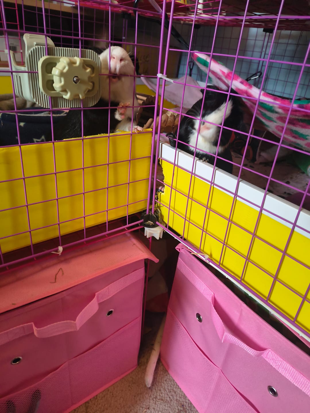 Customer photo review of Ozzy Pets Storage Box for Ozzy Cages