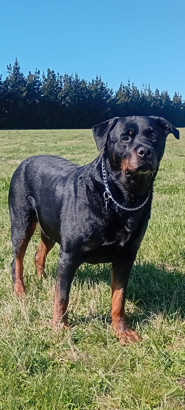 Customer photo review of Royal Canin Veterinary Diet Gastrointestinal Low Fat Dog