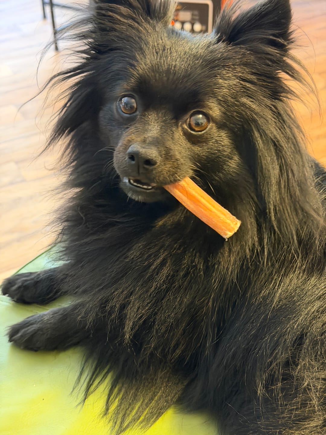 Customer photo review of 6 Inch Standard Bully Stick