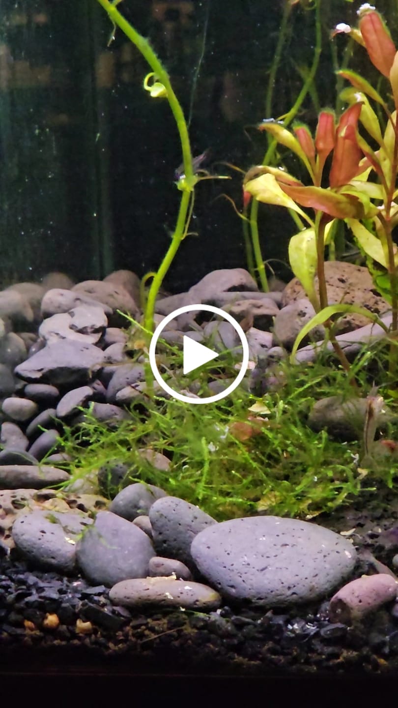Customer video review of Amano Shrimp