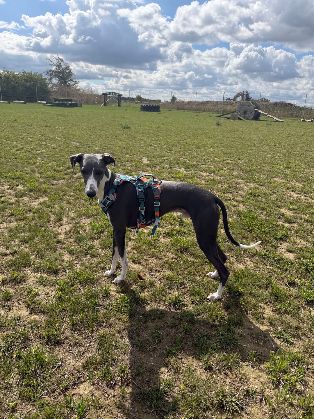 Customer photo review of Scramble Harness