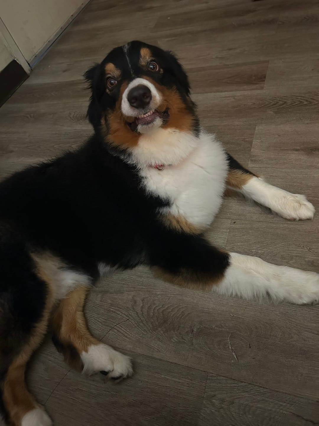 Customer photo review of K9 Belly Bliss