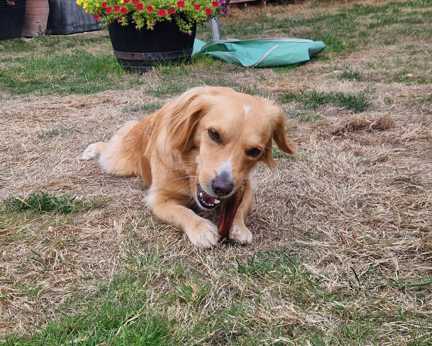 Customer photo review of Beef Pizzle (10pk)