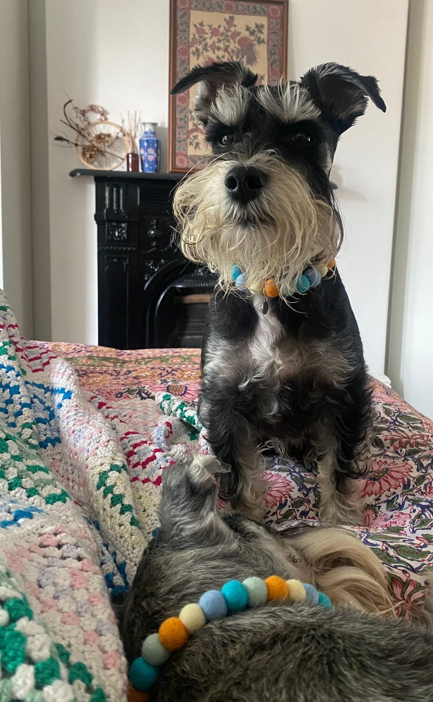 Customer photo review of Spring Breeze Pom Pom Collar