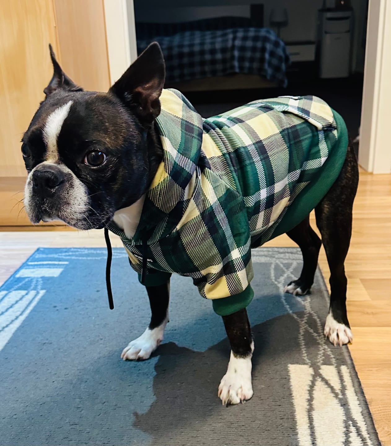 Customer photo review of Plaid Dog Hoodies