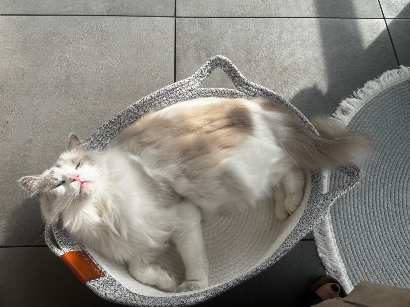 Customer photo review of Instinct Basket | Meet the first research-backed natural territory for indoor cats