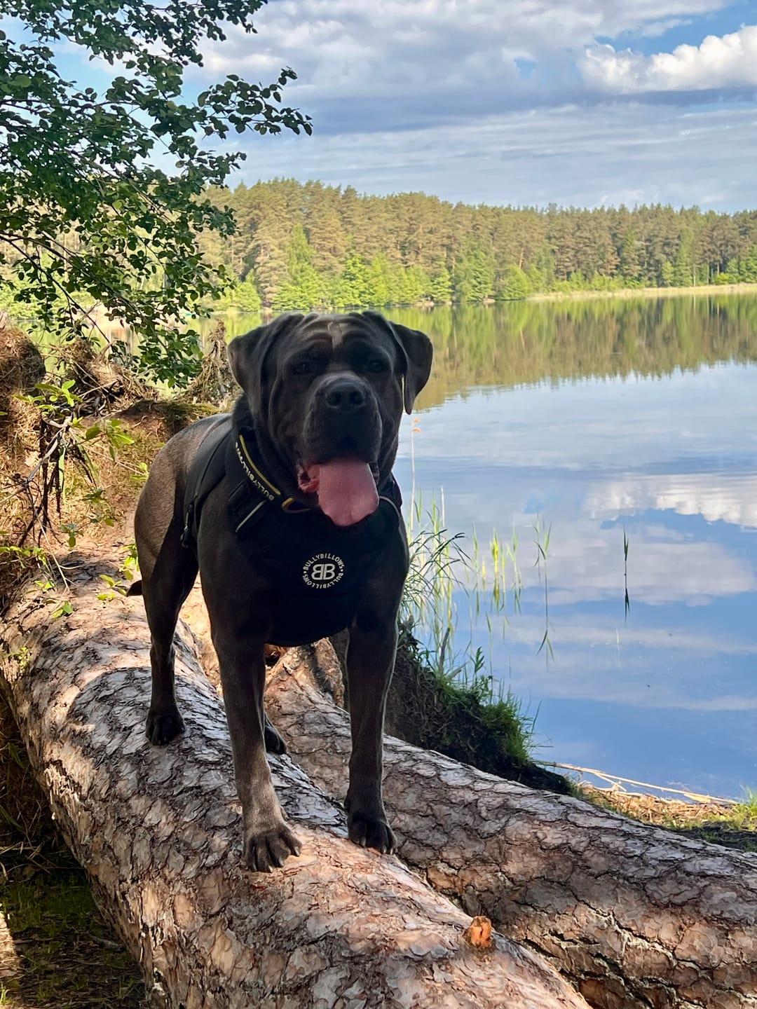 Customer photo review of Weight & Fitness Comfort Harness | Health Enhancement - x5 Pockets - Black
