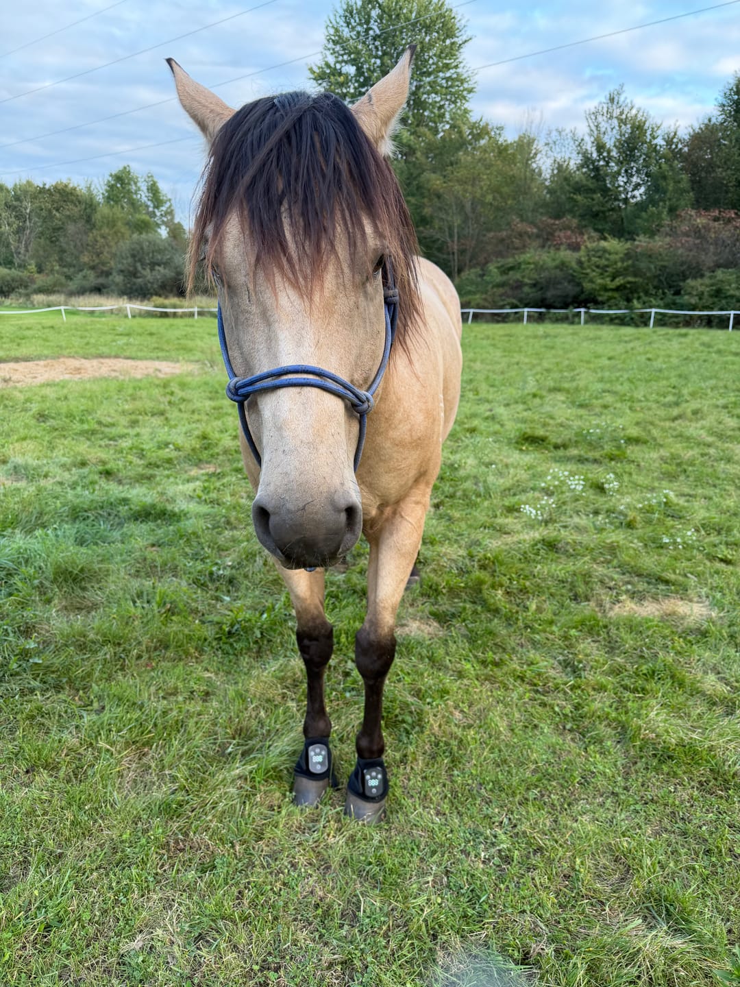 Customer photo review of HorseHalo™ HaloLegs Mini