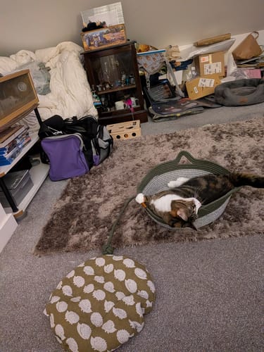 Reviewer's cat relaxing inside the green Instinct Basket on a fuzzy grey rug.