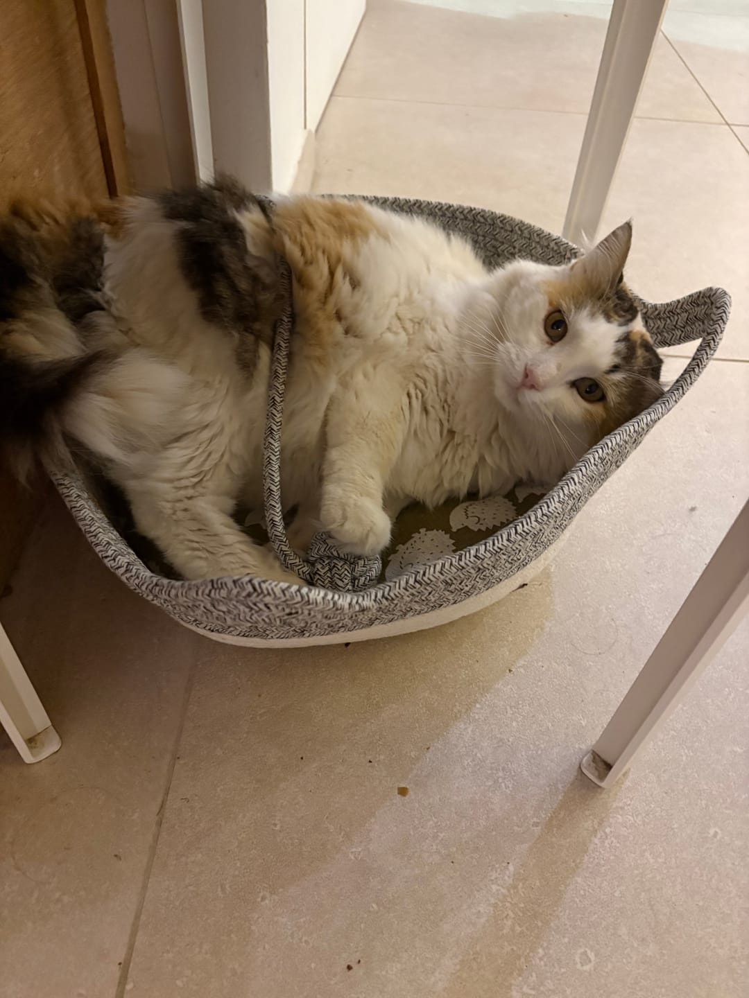 Customer photo review of Instinct Basket | Meet the first research-backed natural territory for indoor cats