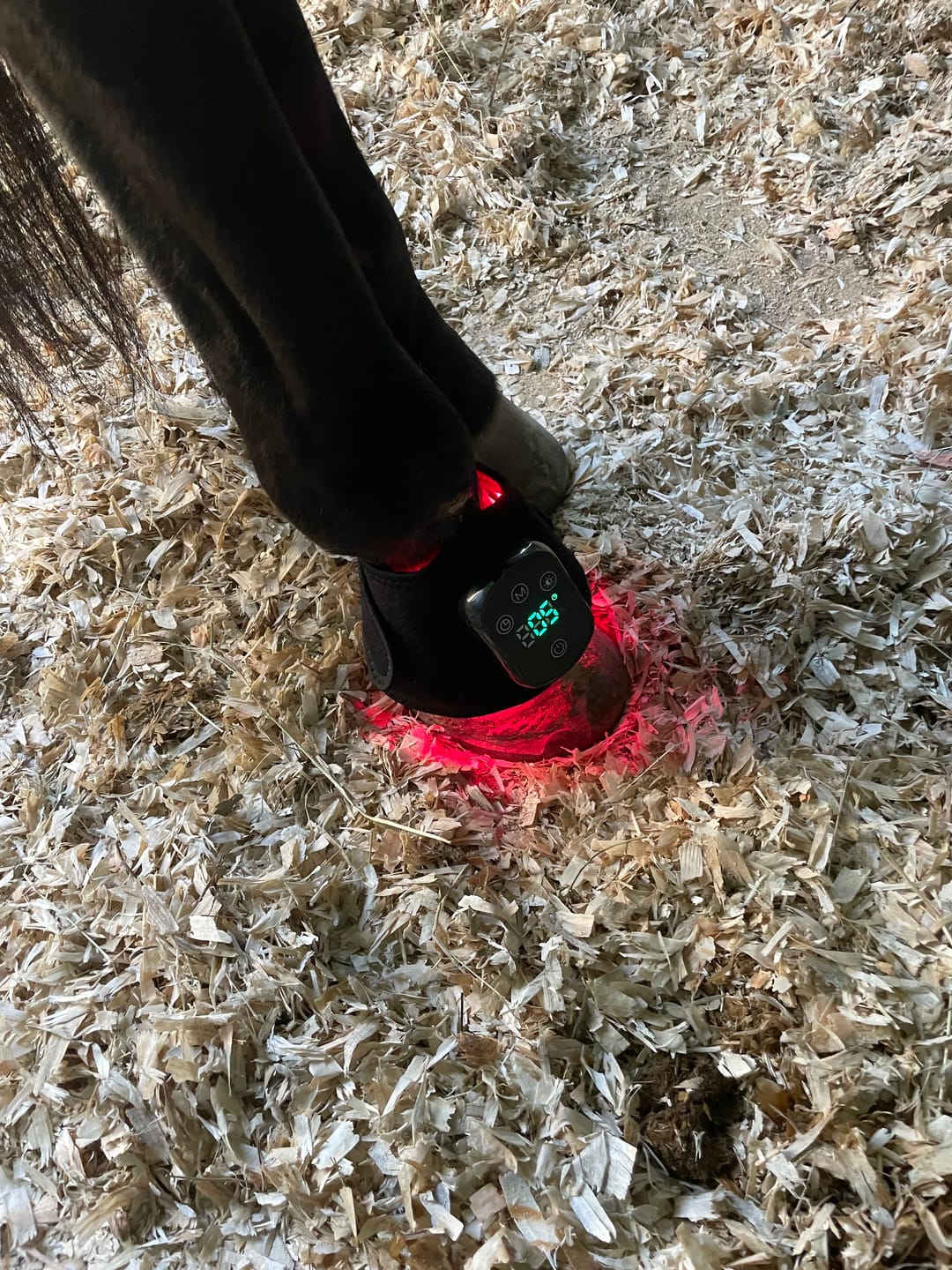 Customer photo review of HorseHalo™ HaloLegs Mini