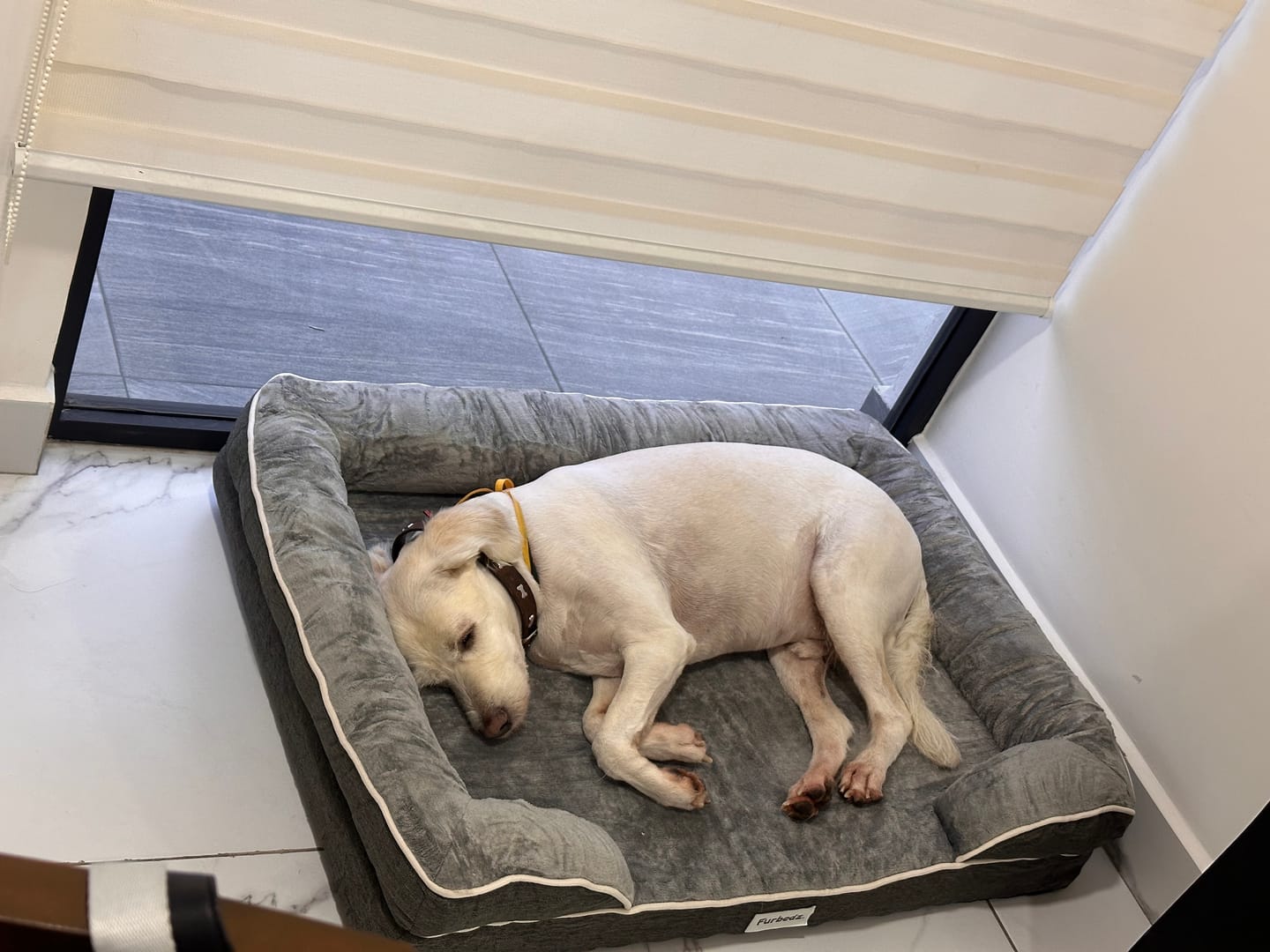 Customer photo review of Cama Ortopédica para Perros