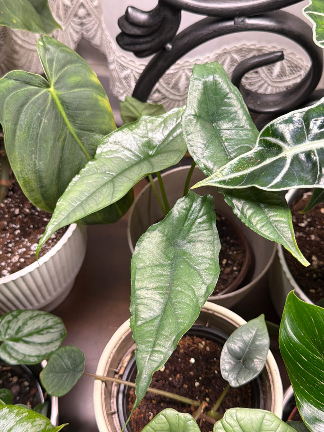 Customer photo review of Alocasia heterophylla 'Dragon's Breath'