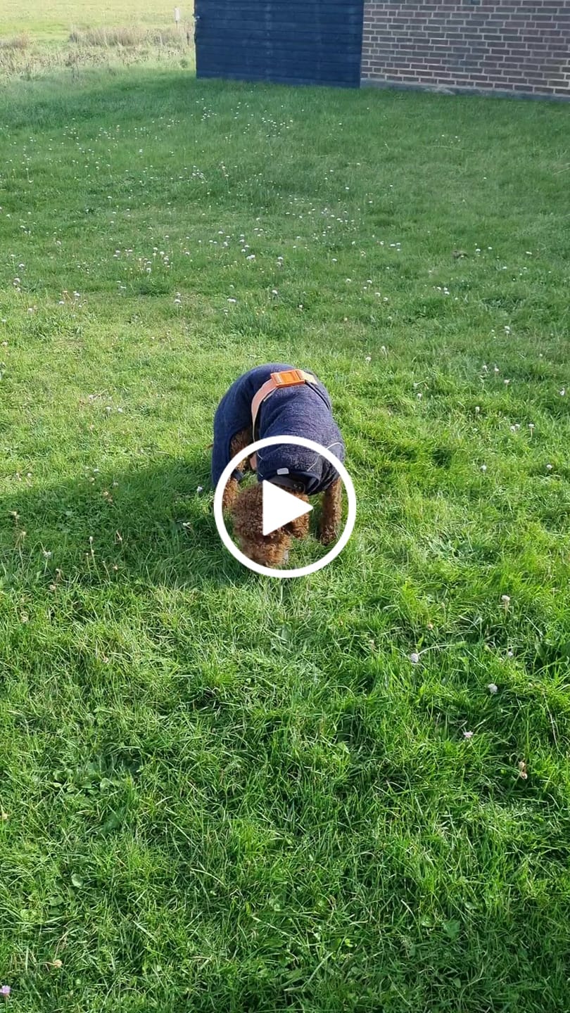 Customer video review of Companion -  Flettet ben m. Kylling 18 cm