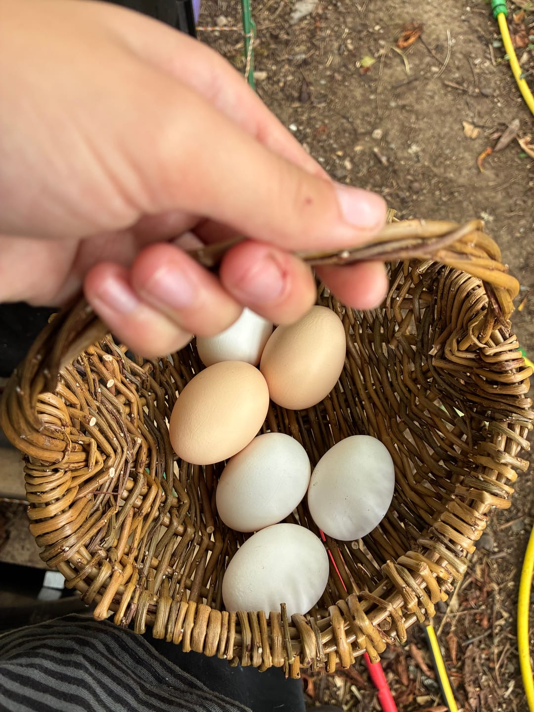 Customer photo review of The Foraging Basket - Course and Kit
