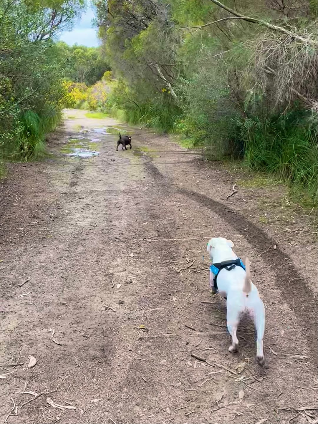 Customer photo review of Zoomies NB-1 NAD+