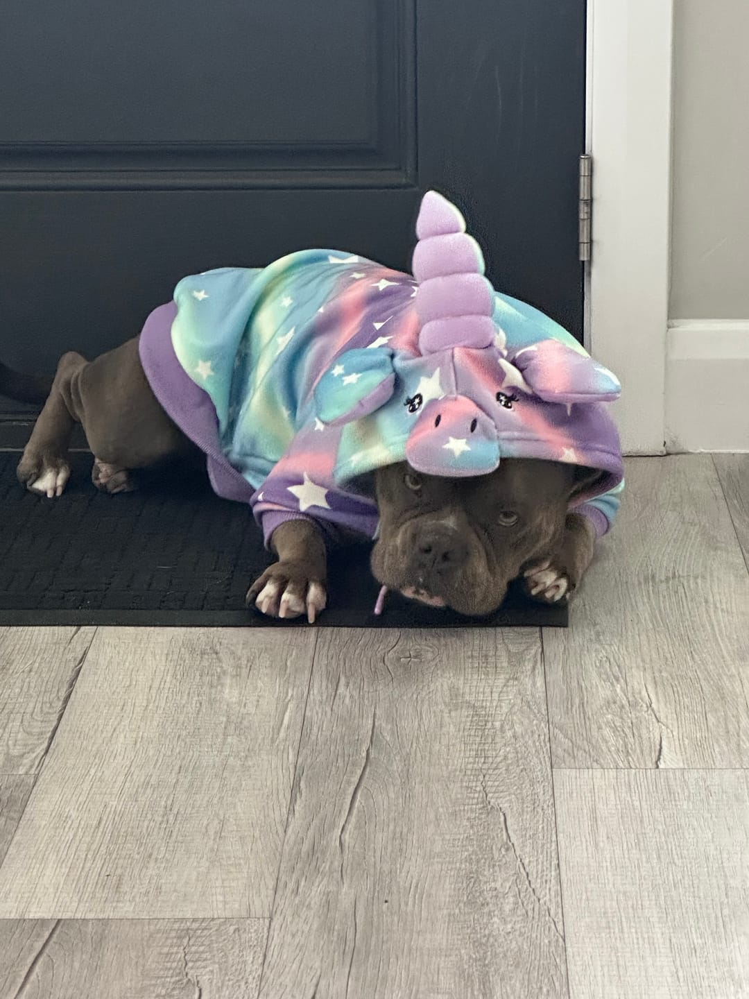 Customer photo review of Halloween Dog Hoodie - Unicorn