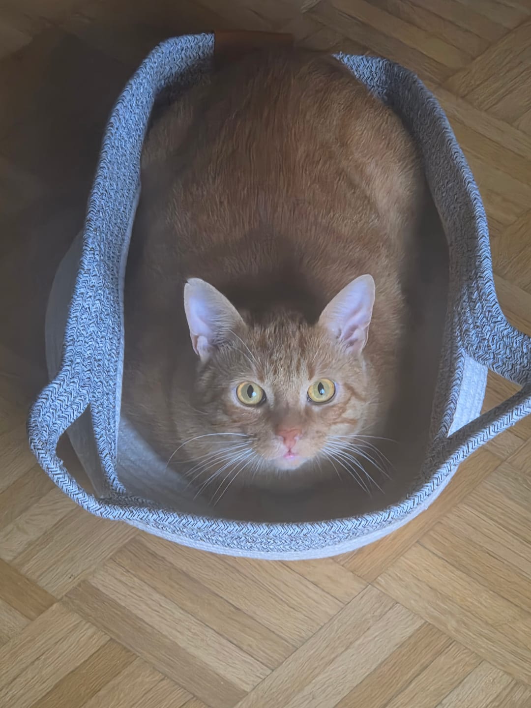 Customer photo review of Instinct Basket | Meet the first research-backed natural territory for indoor cats