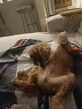 Customer photo review of Happy Paws™ Precision Paw & Fur Trimmer
