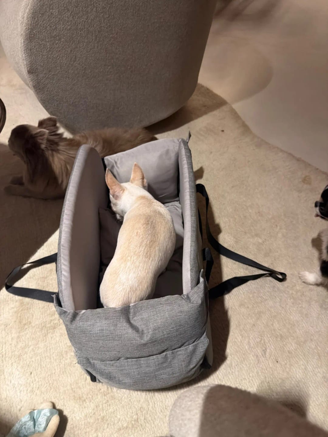 Customer photo review of ™PawPilot- מושב בוסטר יוקרתי לרכב