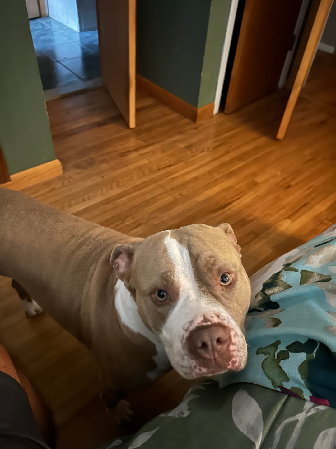 Customer photo review of No Pull Bully Proof Harness