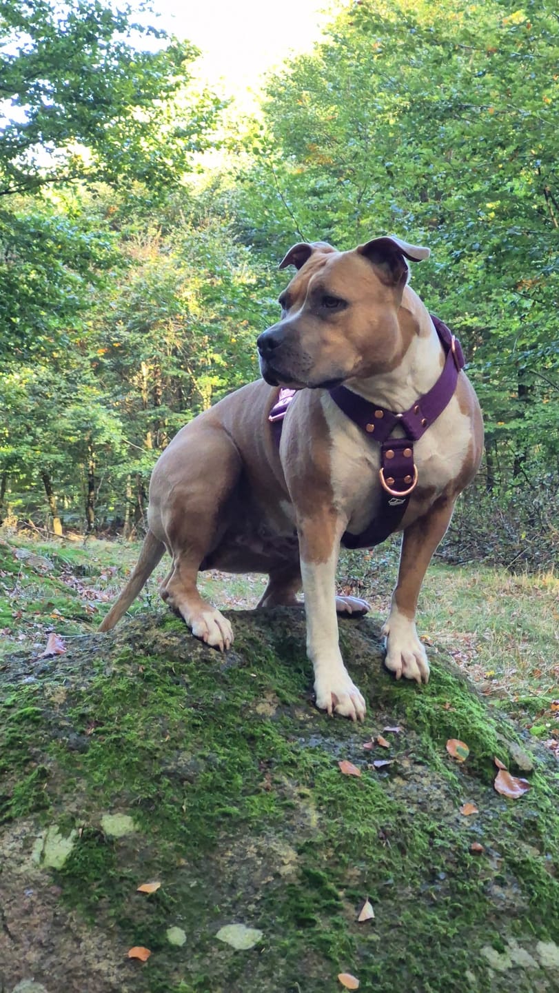 Customer photo review of Easy Walk Extreme Rose Plum - Sele med snabbspänne