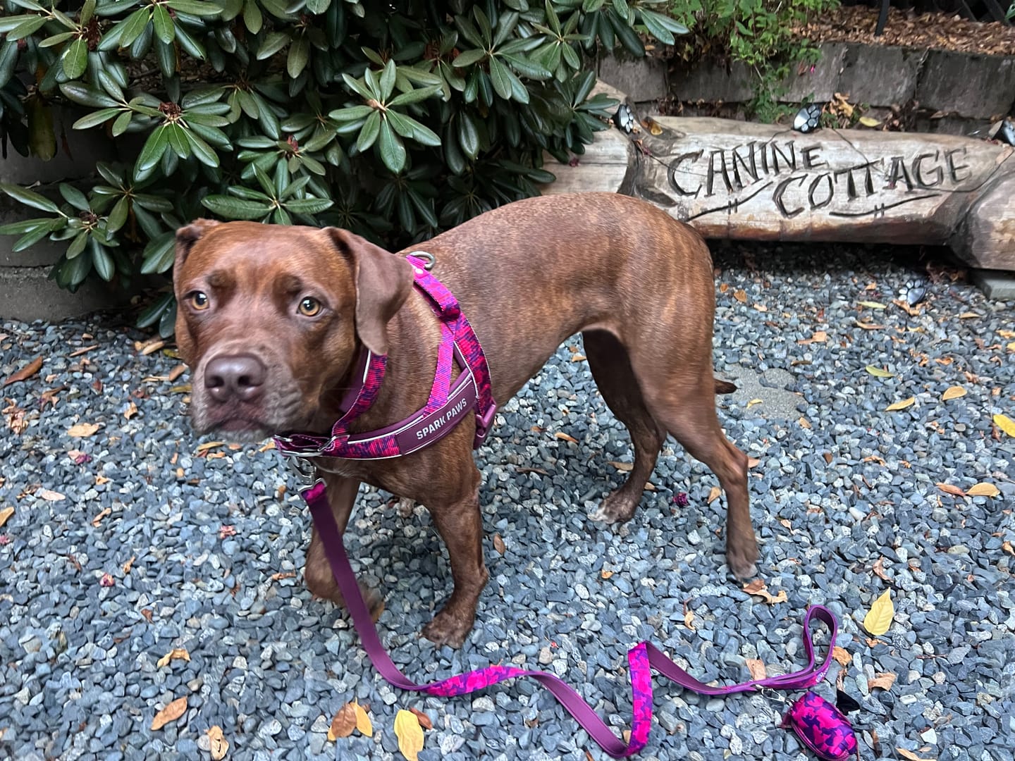 Customer photo review of Martingale Collar Set - Fuchsia Camo