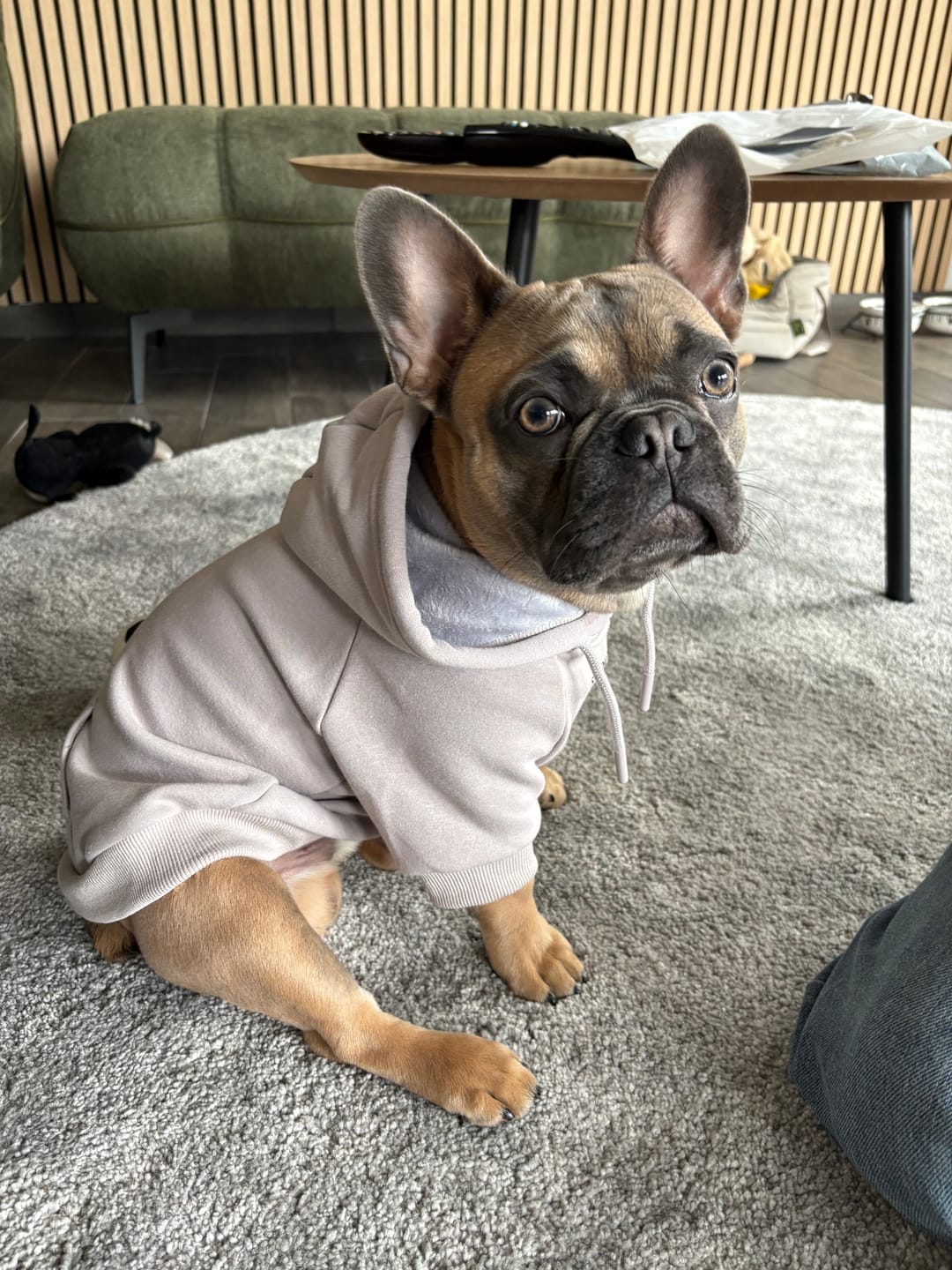 Customer photo review of Essential Dog Hoodie - Clay