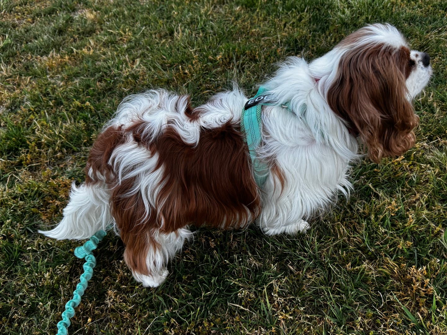 Customer photo review of Personalised No-Pull Reflective Dog Harness