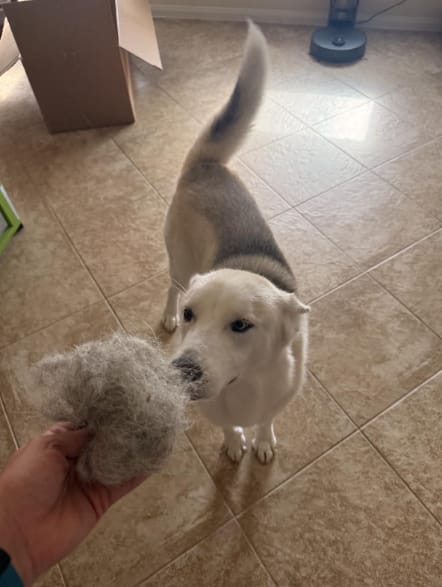 Customer photo review of Guante adiós pelos