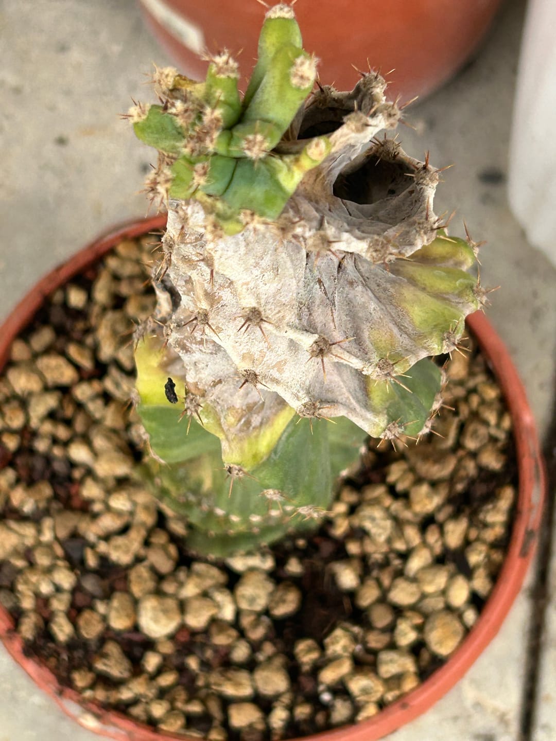 Customer photo review of Cereus Forbesii Spiralis, cacto parafuso