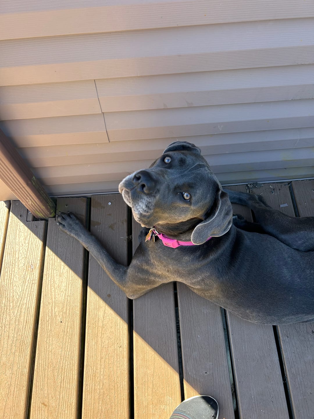 Customer photo review of FurLife™ - 8 Months All Natural Flea and Tick Collar for Cats