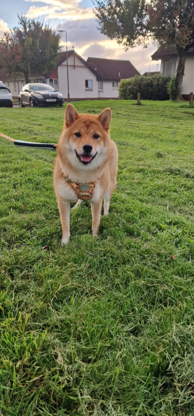 Customer photo review of Trail & Glow Dog Harness & Lead Set - Colour Drops - Wanna-Bee