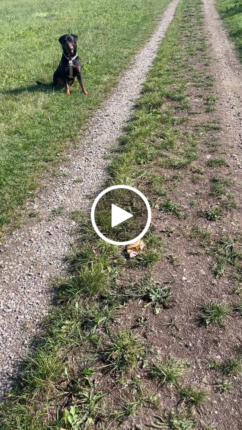 Customer video review of Easy Walk Extreme Gold Buckle Beige - Sele med snabbspänne