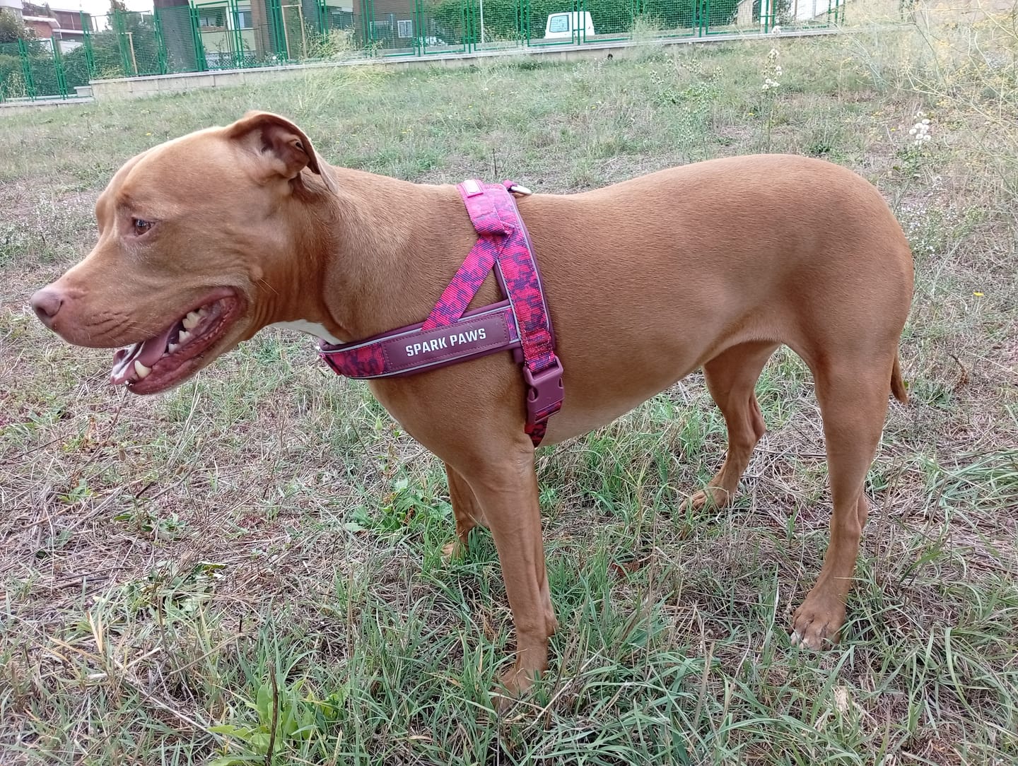 Customer photo review of Grab & Go Harness - Fuchsia Camo