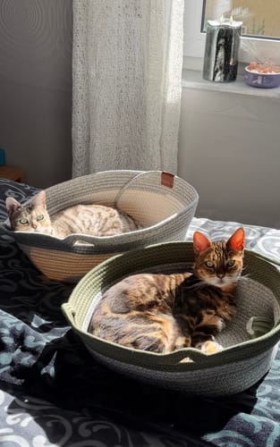 Customer's two Fellnest Katzenkorb beds, each with a Bengal cat, resting in a sunny indoor setting.