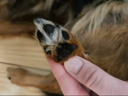 Customer photo review of Happy Paws™ Precision Paw & Fur Trimmer